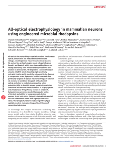 All-optical electrophysiology in mammalian neurons