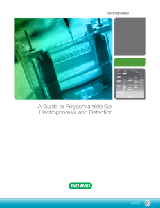 A Guide to Polyacrylamide Gel Electrophoresis and