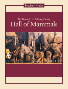 Hall of Mammals - National Museum of Natural History