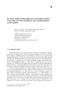 human immunoglobulin glycosylation and the lectin pathway of