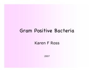 Gram Positive Bacteria