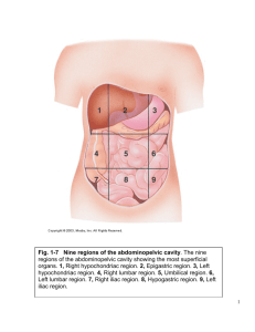 Fig. 1-7 Nine regions of the abdominopelvic cavity . The nine