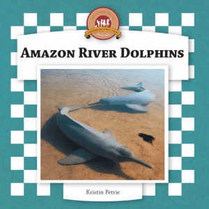 Amazon River Dolphins