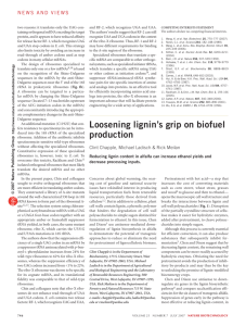 Loosening lignin's grip on biofuel production