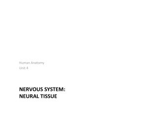 NERVOUS SYSTEM: NEURAL TISSUE