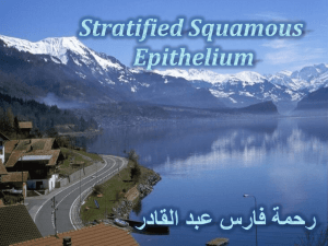 Stratified Epithelium