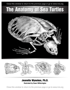 Skeletal Anatomy - The Anatomy of Sea Turtles by Jeanette