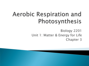 Aerobic Respiration and Photosynthesis