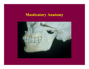 Masticatory Anatomy