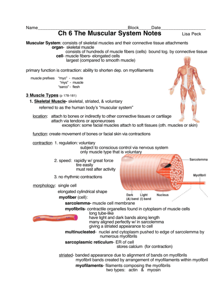 case study #3 muscular system