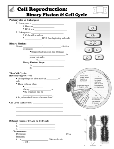 Binary Fission & Cell Cycle