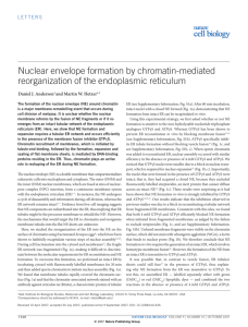 Nuclear envelope formation by chromatin