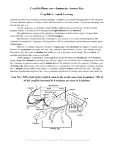 Crayfish Dissection—Instructor Answer Key Crayfish External Anatomy