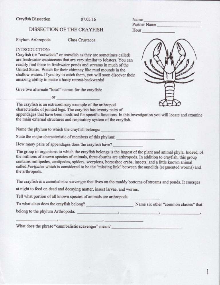 dissection-of-crayfish-worksheet