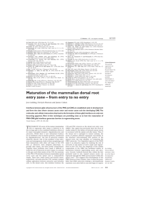 Maturation of the mammalian dorsal root entry zone – from entry to