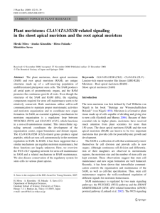 Plant meristems - Faculty of Science Kumamoto University