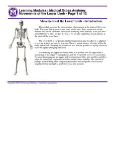 Medical Gross Anatomy Movements of the Lower Limb