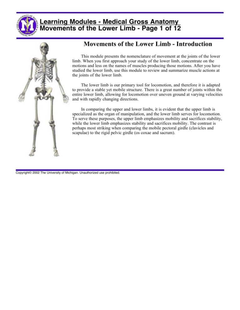 Module - Movements of the Lower Limb