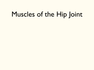 Muscles of the Hip Joint