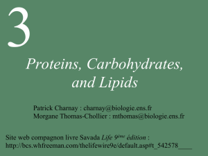 Proteins, Carbohydrates, and Lipids