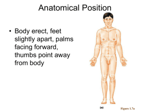Anatomical Position