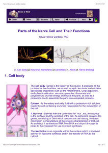 Parts of the Nerve Cell and Their Functions 1. Cell body