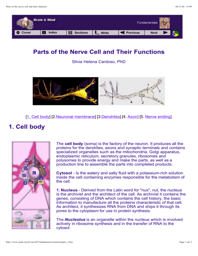 parts-of-the-nerve-cell-and-their-functions-1-cell-body