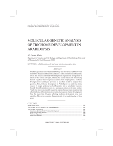 molecular genetic analysis of trichome development in arabidopsis