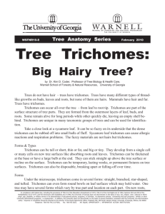 Tree trichomes pub 10-8