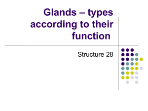 Glands – types according to their function