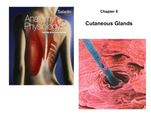 Cutaneous Glands