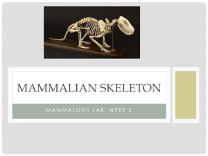 mammalian skeleton