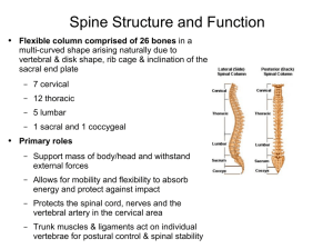 Spine Structure and Function