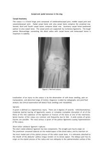Carpal and pedal lameness in the dog Carpal