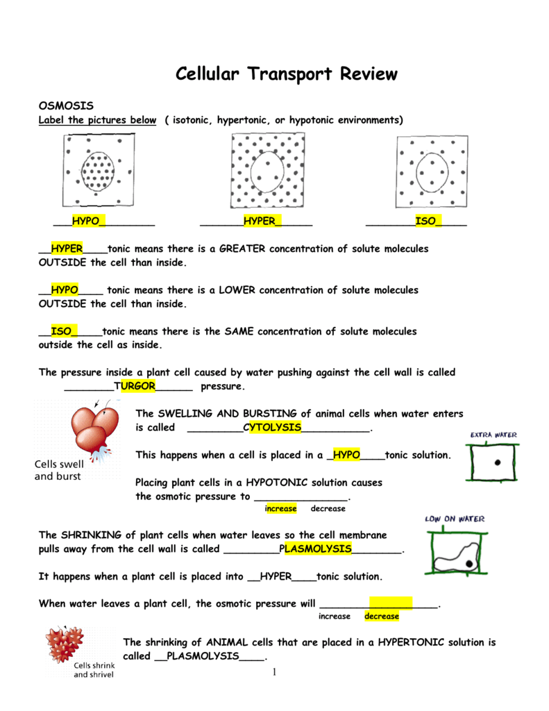 hypertonic hypotonic isotonic worksheet with answers Regarding Cellular Transport Worksheet Answers