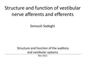 Structure and function of vestibular nerve afferents and efferents
