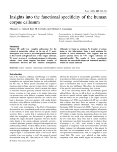 Insights into the functional specificity of the human corpus callosum