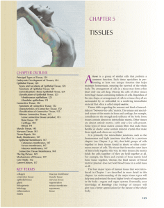 Textbook Ch. 5/6 Tissues