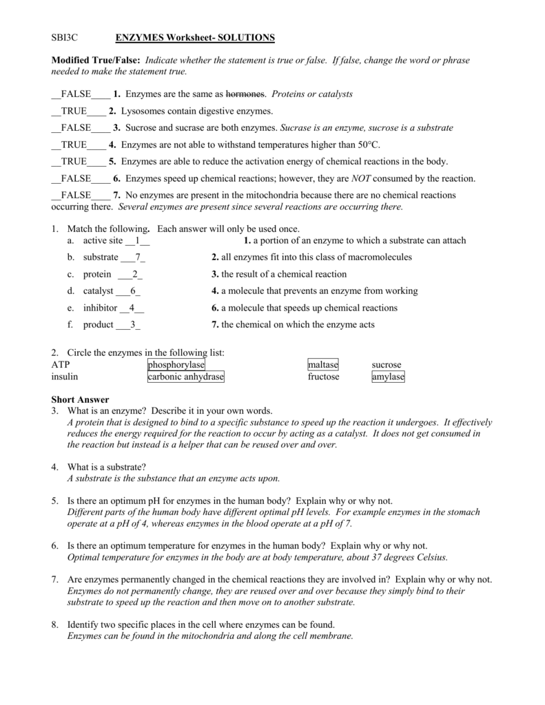 Enzyme Reactions Worksheet Answer Key