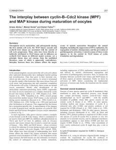 Cyclin-B–Cdc2 and MAP kinase in meiosis