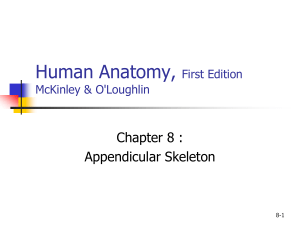 Reem A Appendicular Skeleton