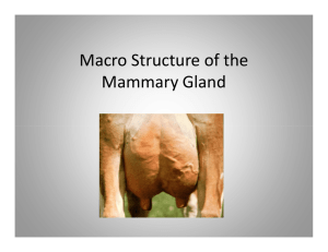 Macro Structure of the Mammary Gland