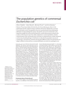 The population genetics of commensal Escherichia coli