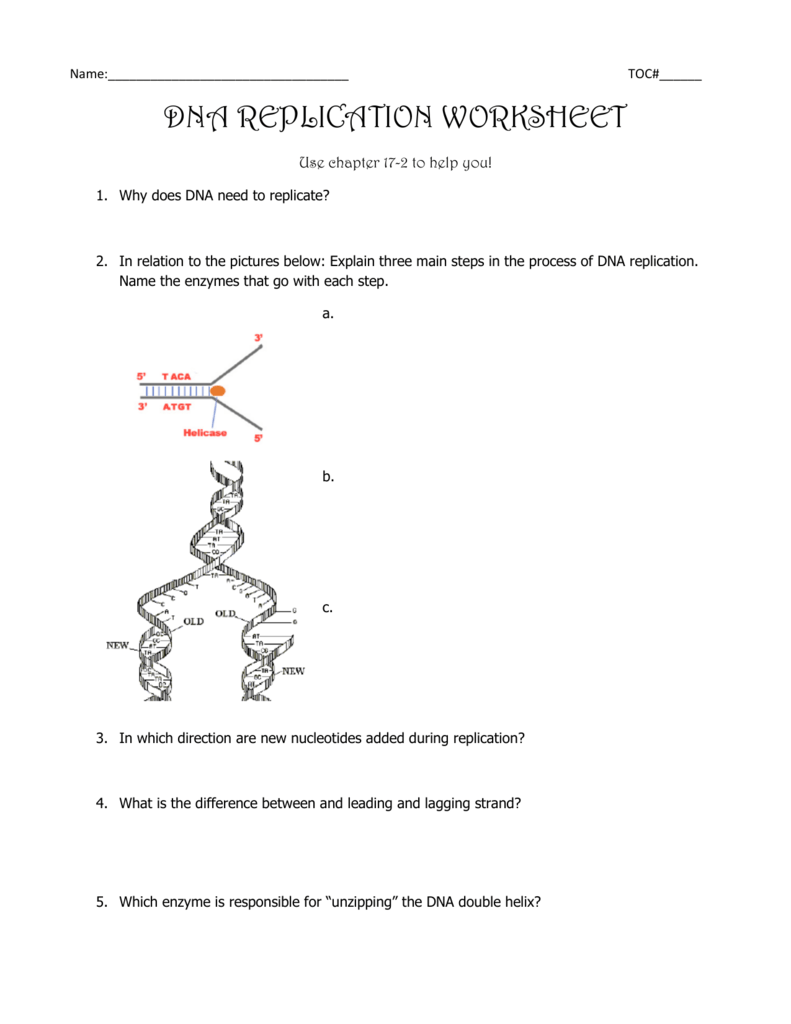 DNA REPLICATION WORKSHEET For Dna Replication Worksheet Answers