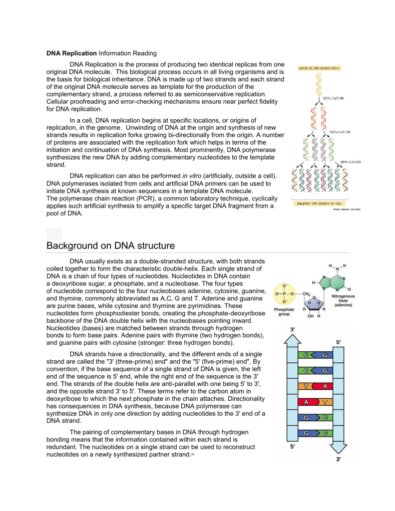 DNA Replication Worksheet and Reading In Dna And Replication Worksheet