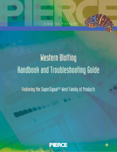 Western Blotting Handbook and Troubleshooting