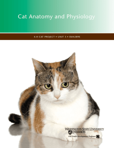 Cat Anatomy and Physiology - 4