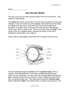 How the Eye Works - Science