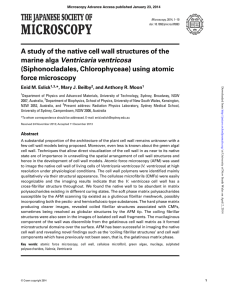 A study of the native cell wall structures