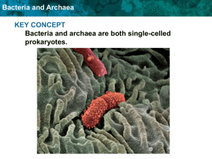 Bacteria and Archaea KEY CONCEPT Bacteria and archaea are